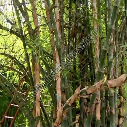 Nutan Bamboo Plant for Plantation