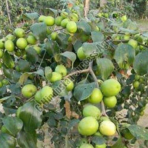 Organic Apple Ber Plant for Plantation