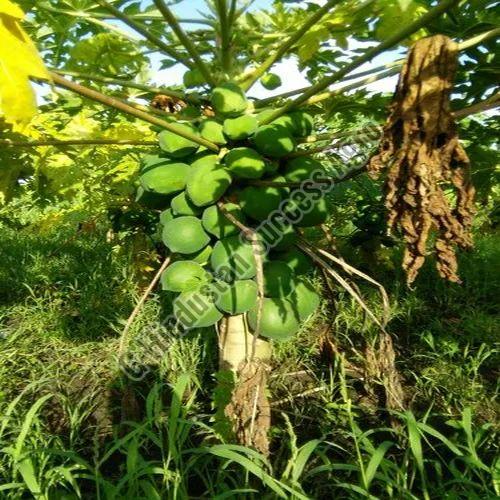 Organic Taiwan Papaya Plant for Outdoor (Plantation)