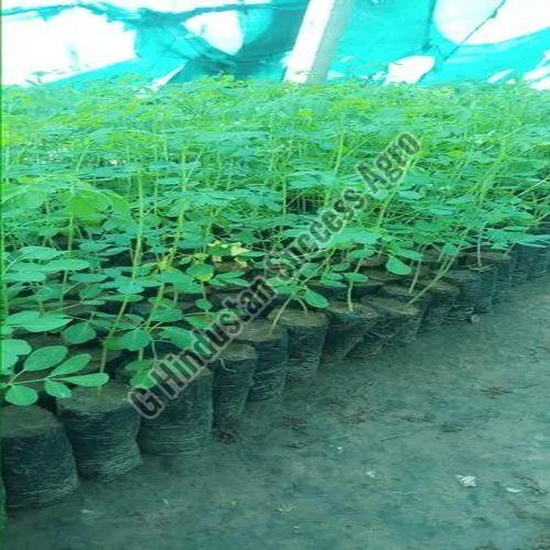 PKM 1 Moringa Plant for Plantation