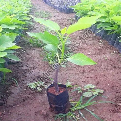 Pune Red Fig Plant for Outdoor (Plantation)
