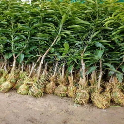 Ramkela Mango Plant for Plantation