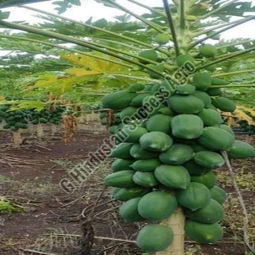 Red Lady Papaya Plant