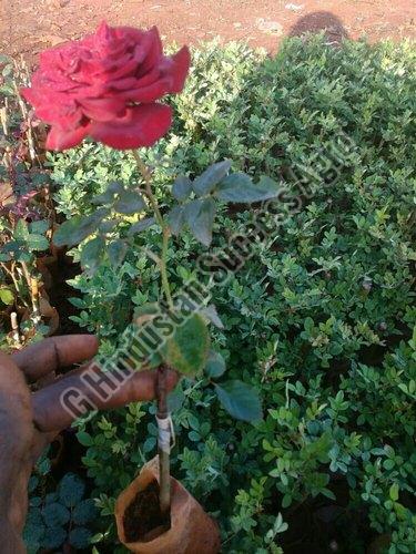 GHSA Rose Plant, for Plantation, Feature : Colorful Pattern