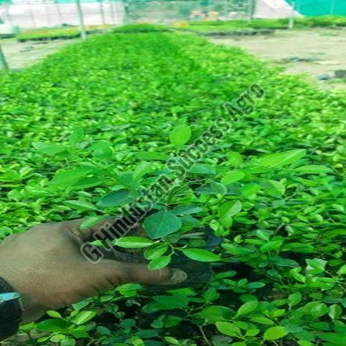 Sai Sharbati Lemon Plant for Plantation