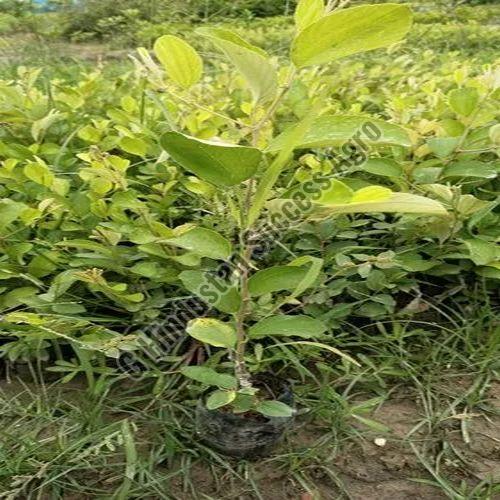 Seedless Apple Ber Plant for Outdoor(Plantation)