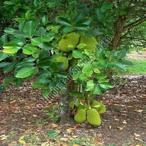 Thai All Time Jackfruit Plant for Plantation