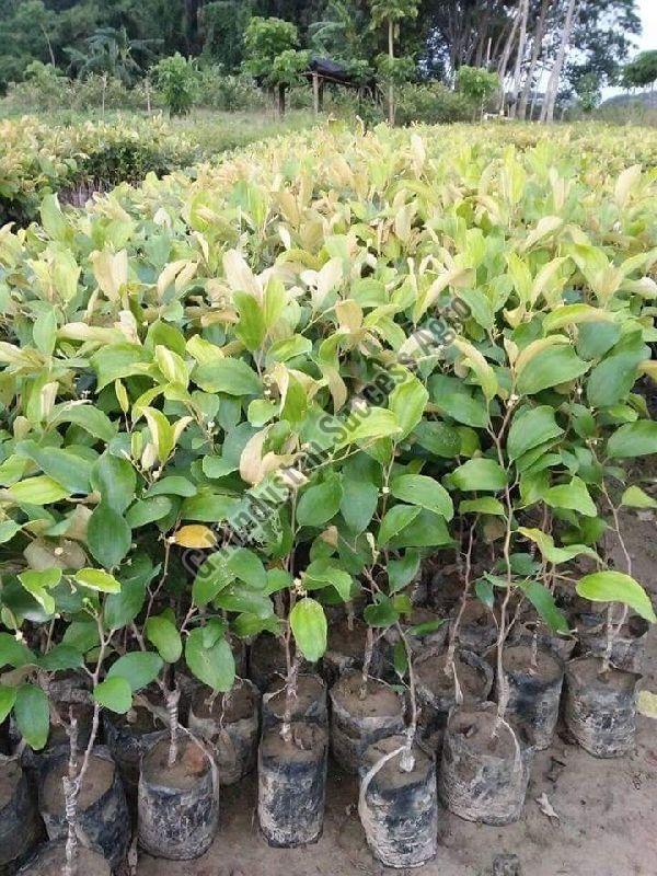 Thai Apple Bar Plants