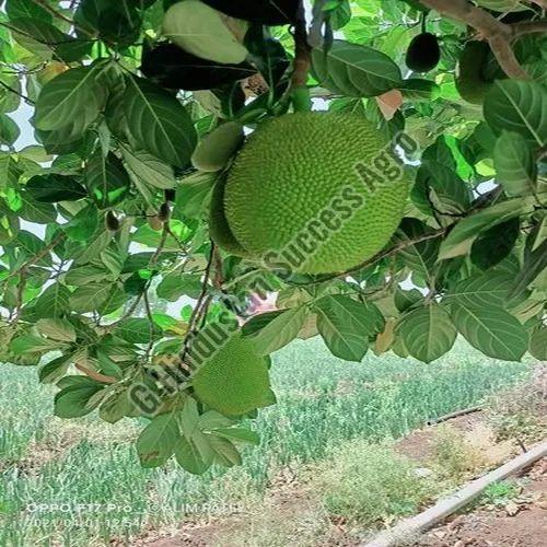 Thai Baramasi Jackfruit Plant for Plantation