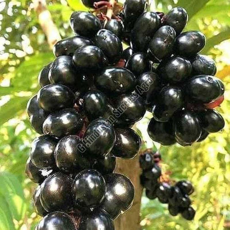 Thai Black Jamun Plant for Outdoor(Plantation)
