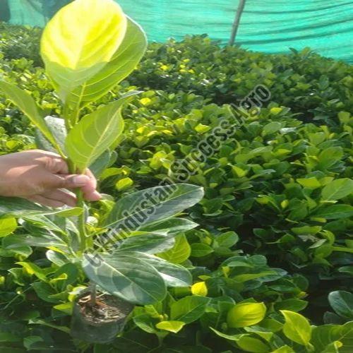 Thai Jackfruit Plant for Plantation