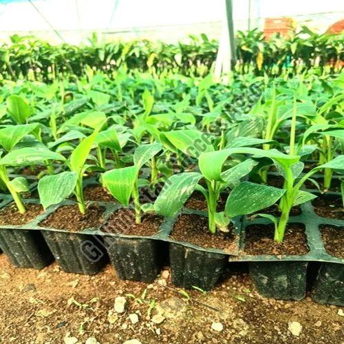 Tissue Culture G9 Banana Plant