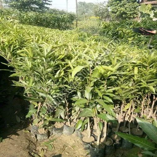 Totapuri Mango Plant For Plantation