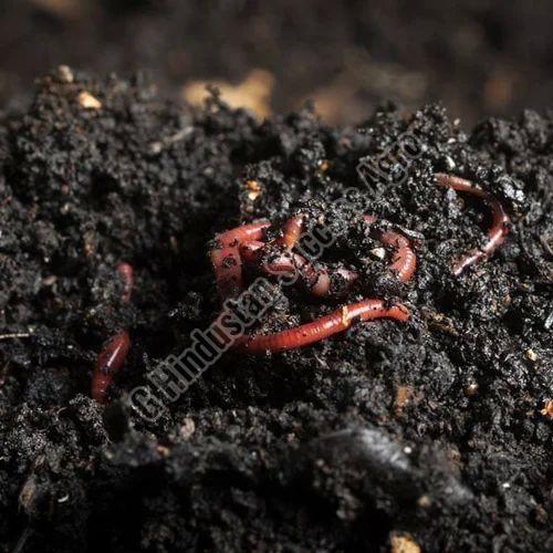 Vermicompost Khad for Agriculture