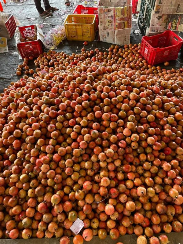 Bhagva Fresh Pomegranate, Packaging Type : Loose