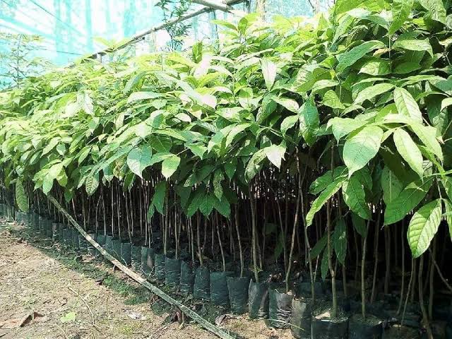 African mahogany plants for Plantation