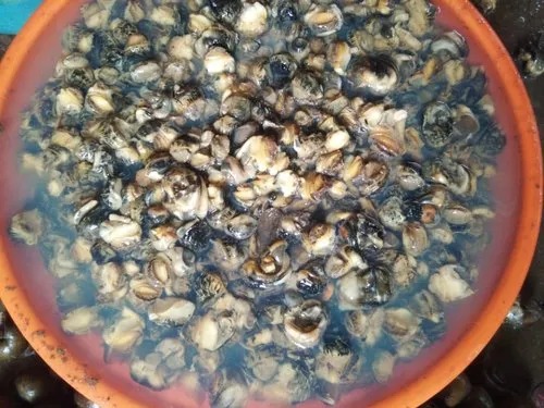 Black Snail Meat & Shell for Cooking