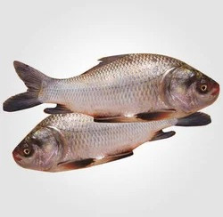 Catla Fish For Cooking