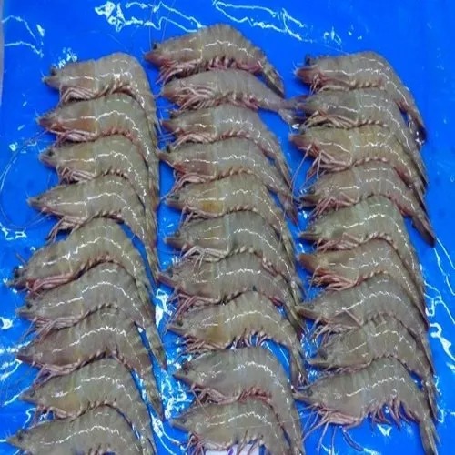 Frozen Flower Shrimp Prawns, Packaging Type : Thermocol Box