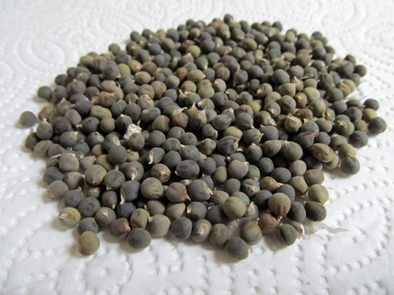 Vamshadhara Bhindi Seeds for Agriculture