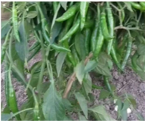 Vamshadhara Green Chilli Seeds for Agriculture