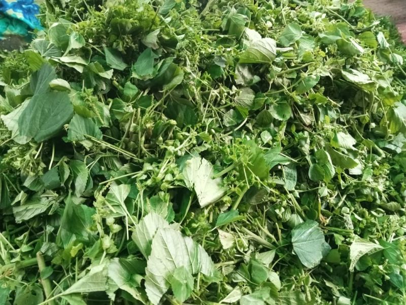 Dried Indian Nettle Leaves