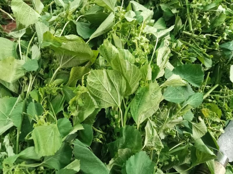 Dried Indian Nettle Leaves