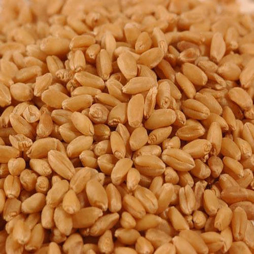 Sharbati Wheat Seeds, Color : Brown