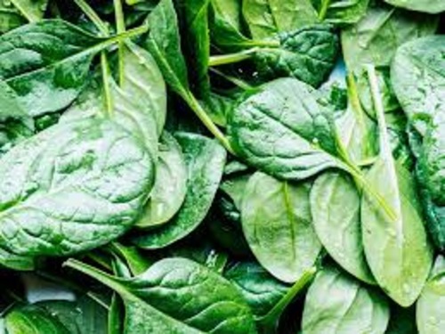 Spinach, Packaging Size : 500gm