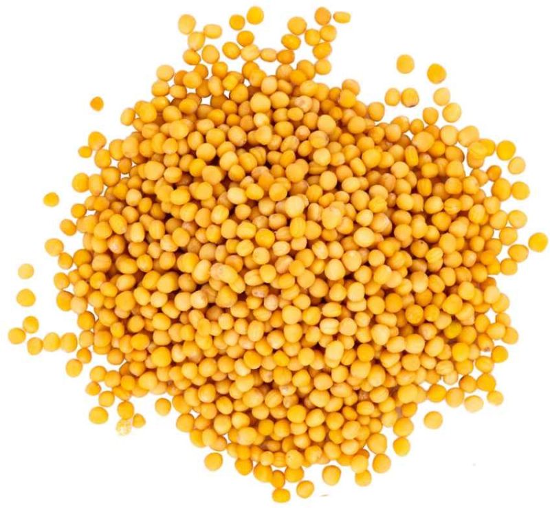 Yellow Mustard Seeds for Cooking, Oil Purpose