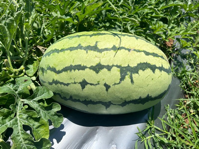 Organic Watermelon For Human Consumption