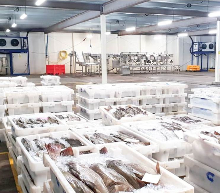 Fish Cold Storage System