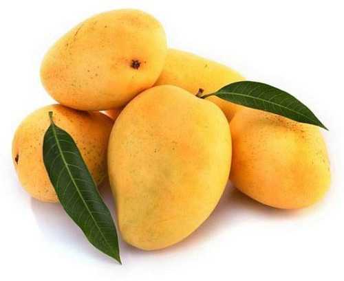 Organic Fresh Mango, Color : Yellow