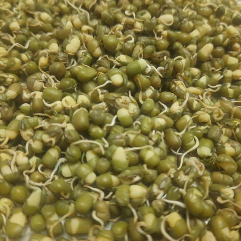 Dehydrated Moong Sprouts for Human Consumption