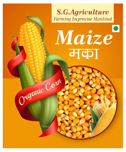 Yellow Maize Seeds