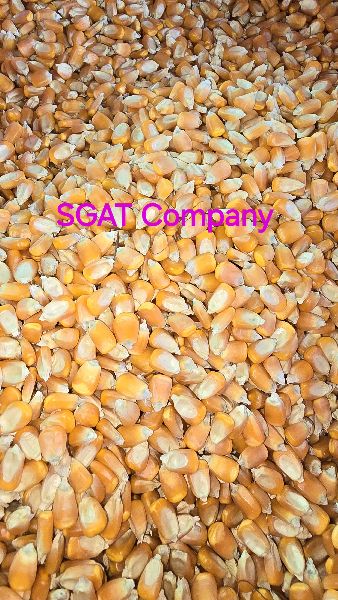 Yellow Maize Seeds