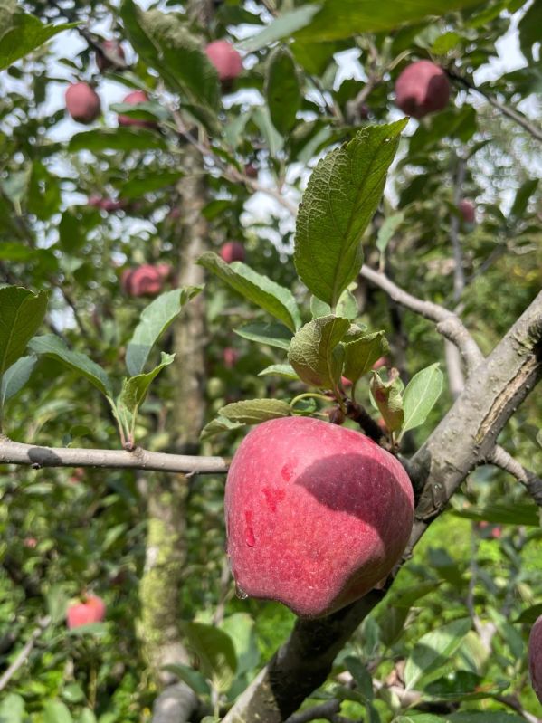 A Grade Shimla Apple