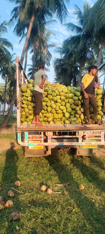 Tender Coconut