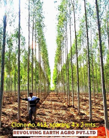 Eucalyptus Clone Plants