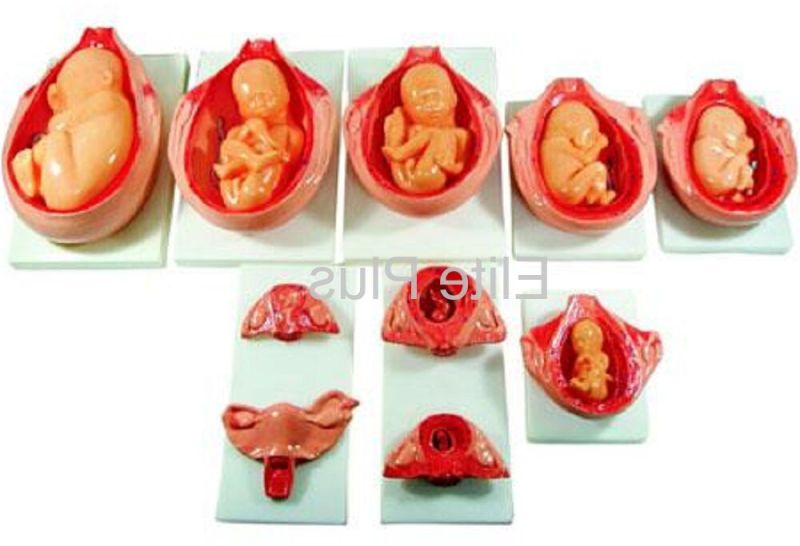 The Development Process Of Fetus