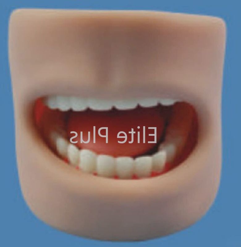 Teeth Model In Oral Cavity