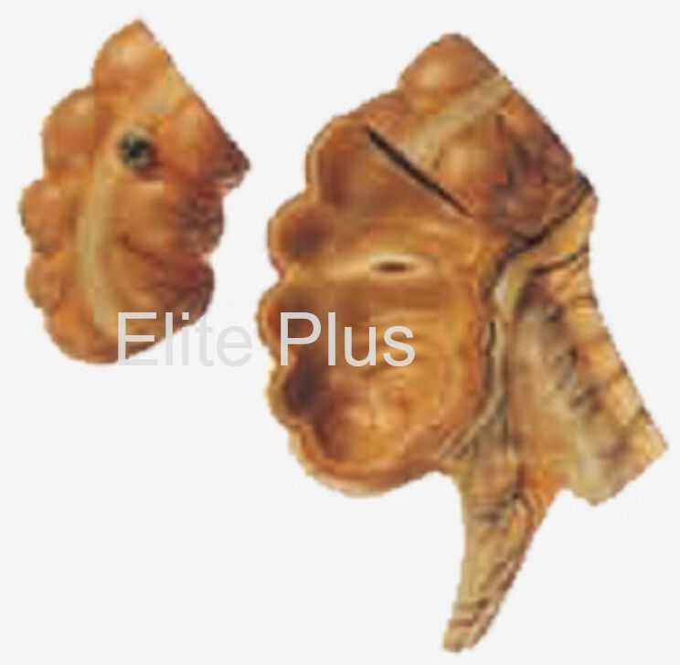 Appendix Caecum Biological Models