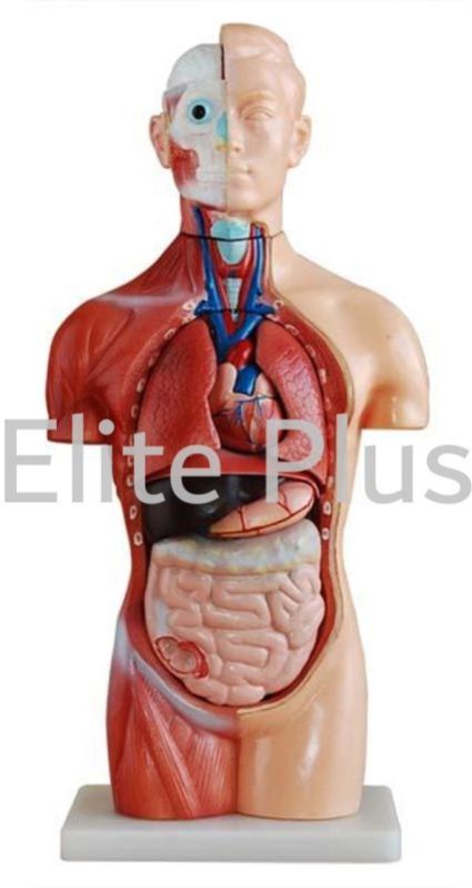 42CM Sexless Torso 18 Parts