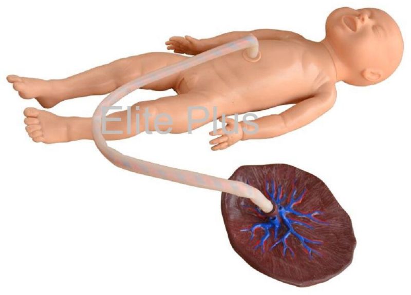Advanced Neonate Umbilical Cord Nursing Model