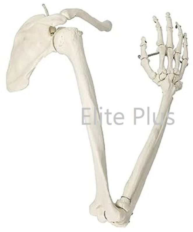 Arm Bones Model Life Size