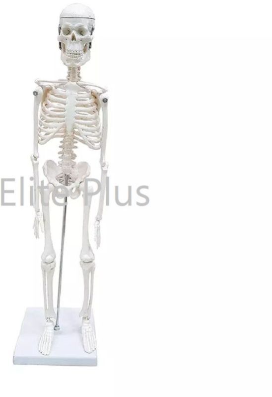 Desktop Skeleton 45 Cm