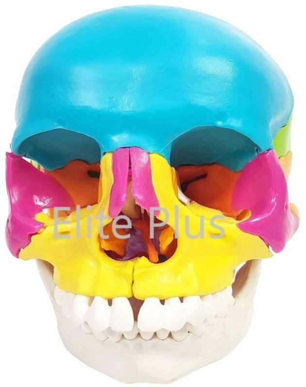Didactic Human Skull 22 Parts