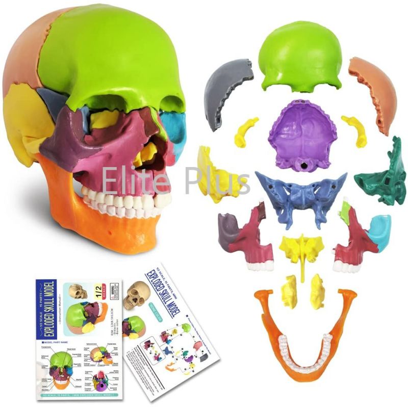 Didactic Miniature Skull 15 Parts