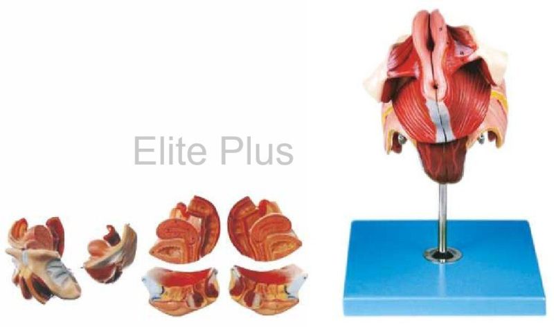 Female Genital Organs