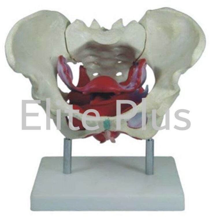 Female Pelvic Muscles and Organs